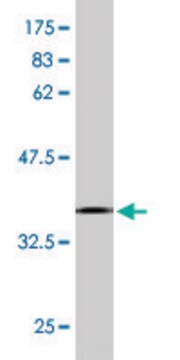 Monoclonal Anti-ASCC2, (C-terminal) antibody produced in mouse clone 2F7, ascites fluid