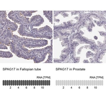 Anti-SPAG17 antibody produced in rabbit Prestige Antibodies&#174; Powered by Atlas Antibodies, affinity isolated antibody, buffered aqueous glycerol solution, ab2