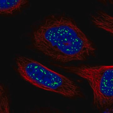 Anti-HSF4 antibody produced in rabbit Prestige Antibodies&#174; Powered by Atlas Antibodies, affinity isolated antibody