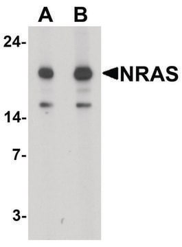 Anti-N-RAS antibody produced in rabbit affinity isolated antibody