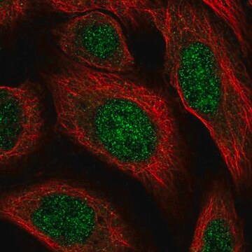 Anti-HS6ST2 antibody produced in rabbit Prestige Antibodies&#174; Powered by Atlas Antibodies, affinity isolated antibody