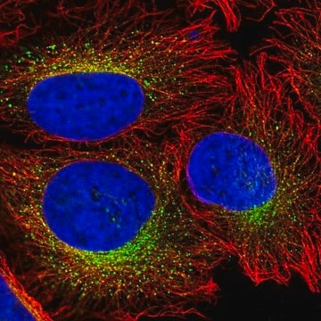 Anti-CREG1 antibody produced in rabbit Prestige Antibodies&#174; Powered by Atlas Antibodies, affinity isolated antibody