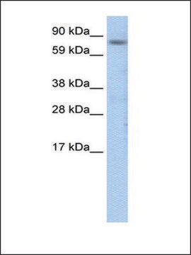 Anti-CEBPZ antibody produced in rabbit IgG fraction of antiserum