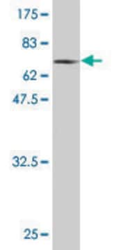 Monoclonal Anti-PHKG2 antibody produced in mouse clone 2D12, purified immunoglobulin, buffered aqueous solution