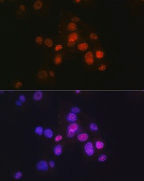 Anti-HNF3&#946;/FOXA2 Antibody, clone 9O4M2, Rabbit Monoclonal