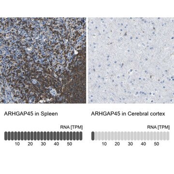 Anti-ARHGAP45 antibody produced in rabbit Prestige Antibodies&#174; Powered by Atlas Antibodies, affinity isolated antibody, buffered aqueous glycerol solution