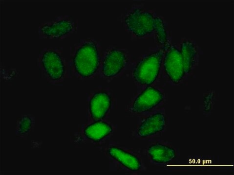 Anti-WAPAL antibody produced in mouse purified immunoglobulin, buffered aqueous solution