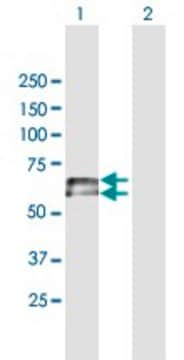 Anti-IGHD antibody produced in mouse purified immunoglobulin, buffered aqueous solution