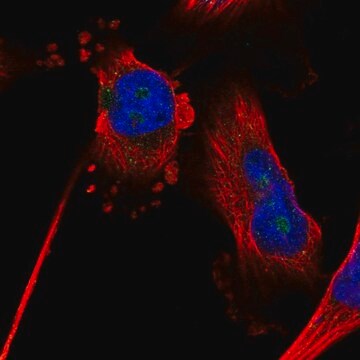 Anti-ZNF330 antibody produced in rabbit Prestige Antibodies&#174; Powered by Atlas Antibodies, affinity isolated antibody