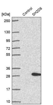 Anti-SH2D6 antibody produced in rabbit Prestige Antibodies&#174; Powered by Atlas Antibodies, affinity isolated antibody, buffered aqueous glycerol solution