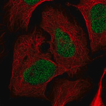 Anti-NRDC antibody produced in rabbit Prestige Antibodies&#174; Powered by Atlas Antibodies, affinity isolated antibody