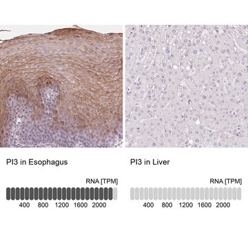 Anti-PI3 antibody produced in rabbit Prestige Antibodies&#174; Powered by Atlas Antibodies, affinity isolated antibody, buffered aqueous glycerol solution