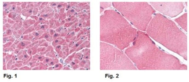 Anti-ARC Antibody from rabbit, purified by affinity chromatography