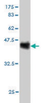 Monoclonal Anti-CDX4 antibody produced in mouse clone 3H3, purified immunoglobulin, buffered aqueous solution