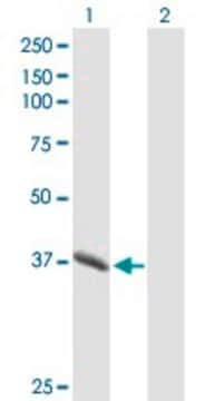 Anti-PGC antibody produced in mouse IgG fraction of antiserum, buffered aqueous solution