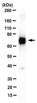 Anti-Stat3b Antibody, clone 516 G10H9 clone 516 G10H9, from mouse