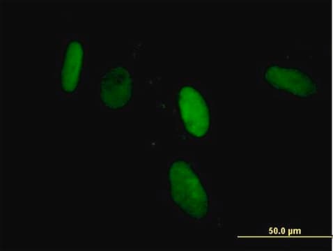 Anti-ZNF266 antibody produced in mouse purified immunoglobulin, buffered aqueous solution