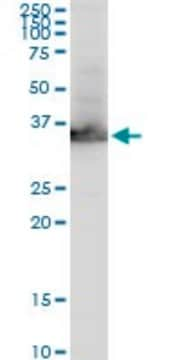 Monoclonal Anti-GAPDH antibody produced in mouse clone 3C2, purified immunoglobulin, buffered aqueous solution