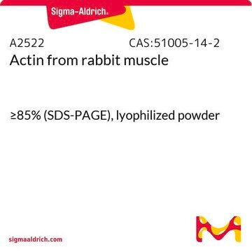 Aktin aus Kaninchenmuskel &#8805;85% (SDS-PAGE), lyophilized powder