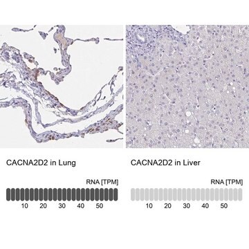 Anti-CACNA2D2 antibody produced in rabbit Prestige Antibodies&#174; Powered by Atlas Antibodies, affinity isolated antibody, buffered aqueous glycerol solution