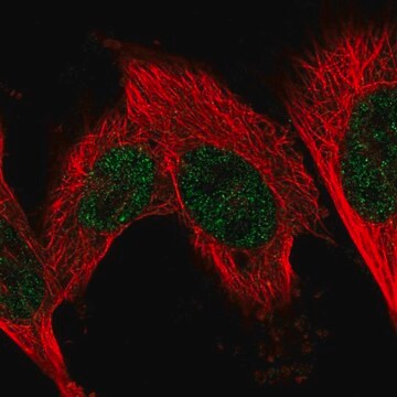 Anti-FN3KRP antibody produced in rabbit Prestige Antibodies&#174; Powered by Atlas Antibodies, affinity isolated antibody