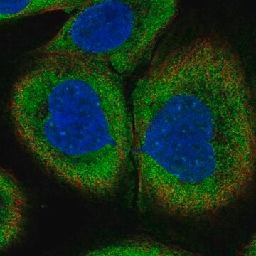 Anti-Nt5C3A Antibody Produced In Rabbit Prestige Antibodies&#174; Powered by Atlas Antibodies, affinity isolated antibody, buffered aqueous glycerol solution