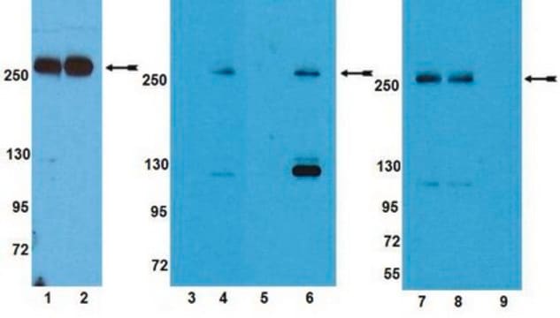 Anti-phospho-mTOR (Thr2446) Antibody Upstate&#174;, from rabbit