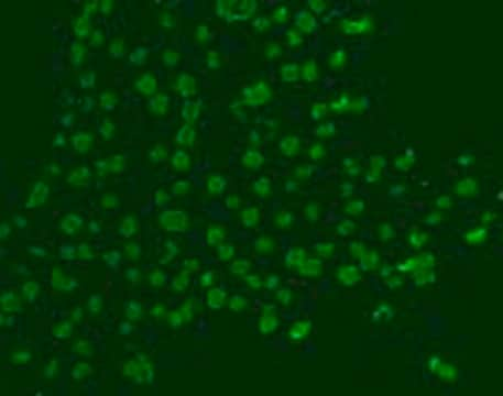 Anti-BrdU (Ab-3) Mouse mAb (Mobu-1) liquid, clone Mobu-1, Calbiochem&#174;