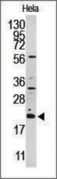 Anti-ARL1 (C-term) antibody produced in rabbit IgG fraction of antiserum, buffered aqueous solution