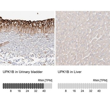 Anti-UPK1B antibody produced in rabbit Prestige Antibodies&#174; Powered by Atlas Antibodies, affinity isolated antibody, buffered aqueous glycerol solution