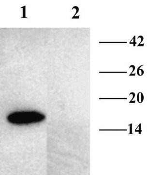 Anti-VAMP-2 Antibody Chemicon&#174;, from rabbit