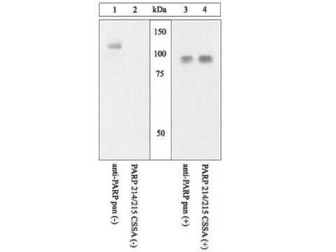 Anticorpo anti-sito di scissione di PARP (214/215) Chemicon&#174;, from rabbit