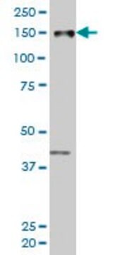 Monoclonal Anti-PRKCBP1 antibody produced in mouse clone 6A12, purified immunoglobulin, buffered aqueous solution