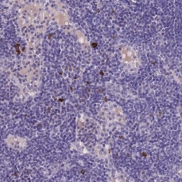 Anti-ASAP3 antibody produced in rabbit Prestige Antibodies&#174; Powered by Atlas Antibodies, affinity isolated antibody, buffered aqueous glycerol solution