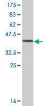 Monoclonal Anti-PPP1R1C antibody produced in mouse clone 2G7, ascites fluid