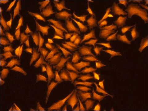 Anti-SMC1L1 (C-terminal) antibody produced in rabbit IgG fraction of antiserum, buffered aqueous solution