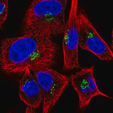 Anti-GOLGA1 antibody produced in rabbit Prestige Antibodies&#174; Powered by Atlas Antibodies, affinity isolated antibody