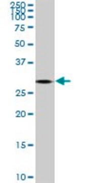 Monoclonal Anti-TGIF2 antibody produced in mouse clone 4C10, purified immunoglobulin, buffered aqueous solution