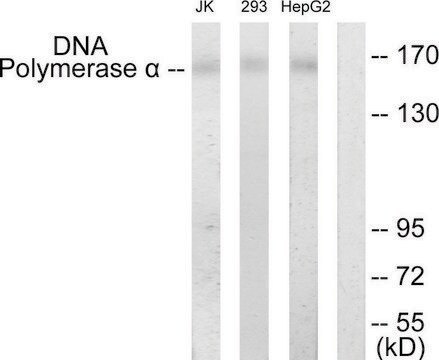 Anti-DNA Polymerase &#945; antibody produced in rabbit affinity isolated antibody