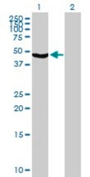 Anti-TRIM31 antibody produced in mouse purified immunoglobulin, buffered aqueous solution