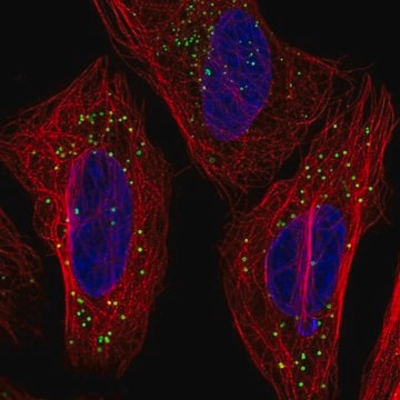 Anti-TMEM54 antibody produced in rabbit Prestige Antibodies&#174; Powered by Atlas Antibodies, affinity isolated antibody