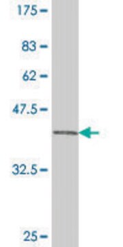 Monoclonal Anti-PAX3 antibody produced in mouse clone 3A8, purified immunoglobulin, buffered aqueous solution