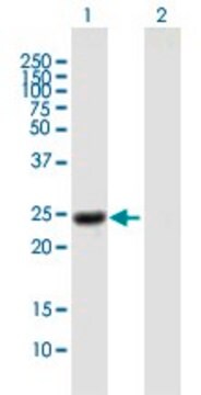 Anti-NOG antibody produced in mouse purified immunoglobulin, buffered aqueous solution