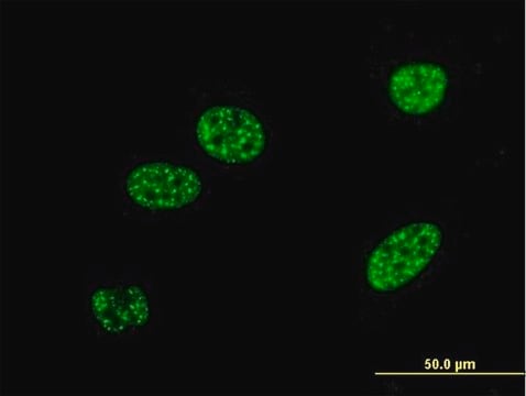 Monoclonal Anti-BNIP3L antibody produced in mouse clone 3G2, purified immunoglobulin, buffered aqueous solution