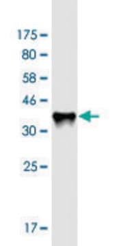 Monoclonal Anti-RAB11FIP3 antibody produced in mouse clone 6H6, purified immunoglobulin