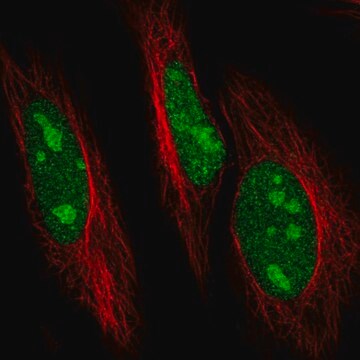 Anti-UBE2R2 antibody produced in rabbit Prestige Antibodies&#174; Powered by Atlas Antibodies, affinity isolated antibody