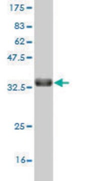 Monoclonal Anti-HOXC12 antibody produced in mouse clone 2E9, purified immunoglobulin, buffered aqueous solution