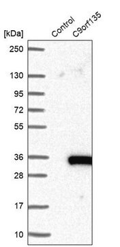 Anti-C9orf135 antibody produced in rabbit Prestige Antibodies&#174; Powered by Atlas Antibodies, affinity isolated antibody, buffered aqueous glycerol solution, Ab1