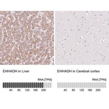 Anti-EHHADH antibody produced in rabbit Prestige Antibodies&#174; Powered by Atlas Antibodies, affinity isolated antibody, buffered aqueous glycerol solution