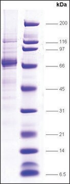 TFIIH, p62 subunit human recombinant, expressed in E. coli, &#8805;70% (SDS-PAGE)